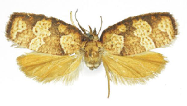 /filer/webapps/moths/media/images/M/mayumbea_Xeneboda_HT_RMCA.jpg