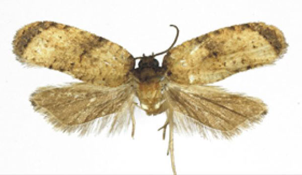 /filer/webapps/moths/media/images/M/mayumbeana_Apotomorfa_HT_RMCA.jpg