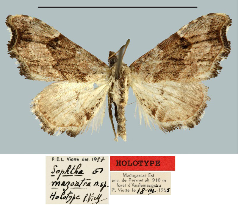 /filer/webapps/moths/media/images/M/mazoatra_Sophta_HT_MNHN.jpg