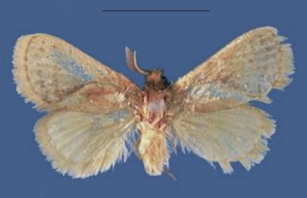 /filer/webapps/moths/media/images/M/mbalaensis_Lukeniana_HT_NMK.jpg