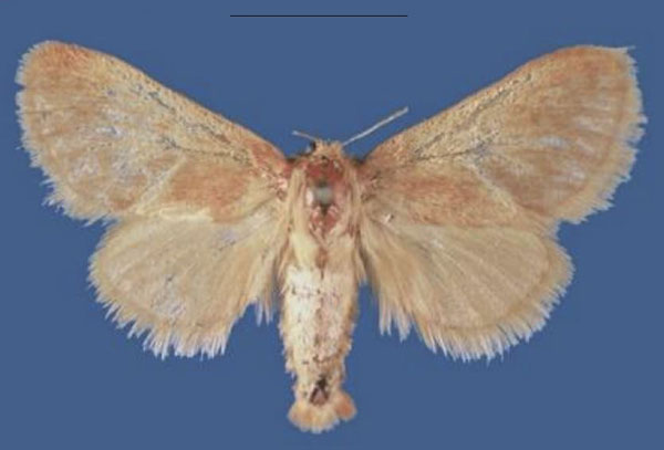 /filer/webapps/moths/media/images/M/mbalaensis_Lukeniana_PTF_NMK.jpg