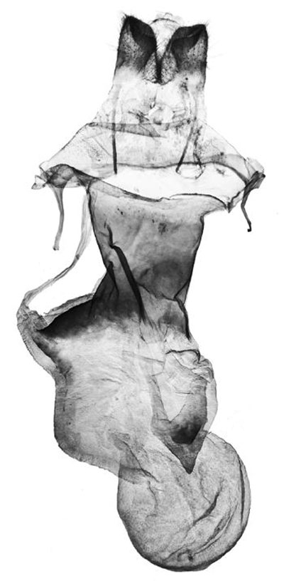 /filer/webapps/moths/media/images/M/mbeghai_Tumicla_GFHT_BMNH.jpg
