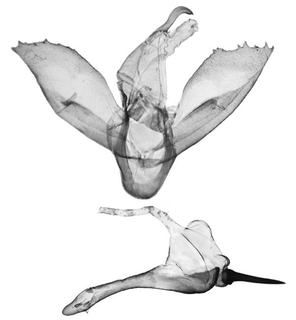 /filer/webapps/moths/media/images/M/mbeghai_Tumicla_GMPT_BMNH.jpg