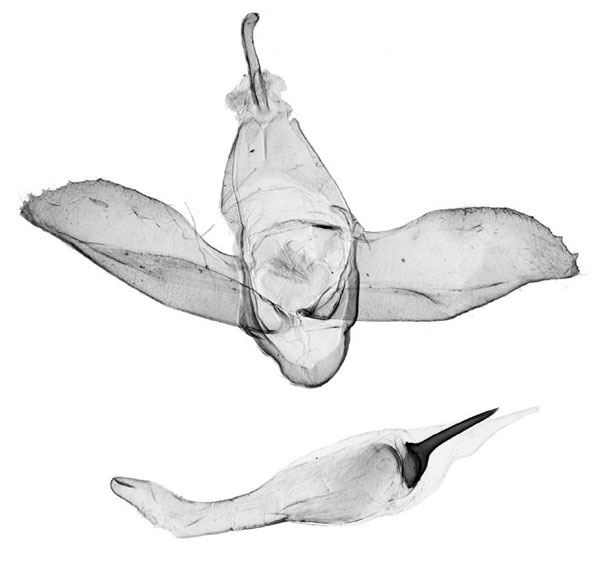 /filer/webapps/moths/media/images/M/mbeghai_Tumicla_GMPT_ZMHB.jpg