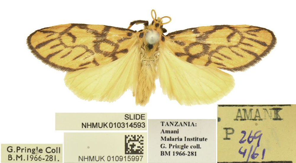 /filer/webapps/moths/media/images/M/mbeghai_Tumicla_PTM_BMNH.jpg