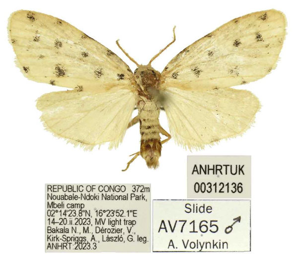 /filer/webapps/moths/media/images/M/mbeli_Siccia_HT_ANHRT.jpg