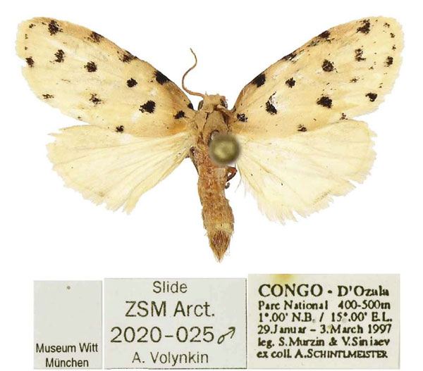 /filer/webapps/moths/media/images/M/mbeli_Siccia_PTM_ZSM.jpg