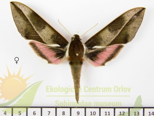 /filer/webapps/moths/media/images/M/mbiziensis_Chaerocerina_AF_SMCR_02.jpg