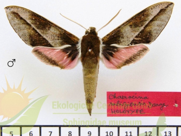 /filer/webapps/moths/media/images/M/mbiziensis_Chaerocerina_HTM_SMCR_01.jpg