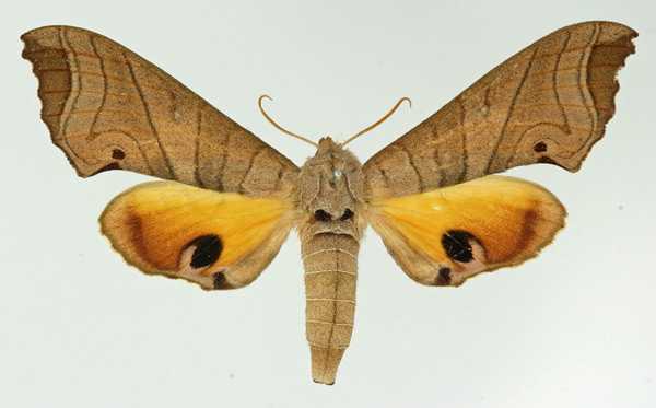 /filer/webapps/moths/media/images/M/meander_Gynoeryx_AF_Basquin.jpg