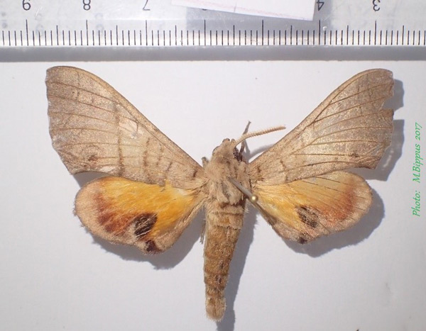 /filer/webapps/moths/media/images/M/meander_Gynoeryx_A_Bippus.jpg