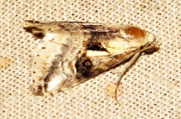 /filer/webapps/moths/media/images/M/meceneronis_Zebeeba_A_Braun_06.jpg
