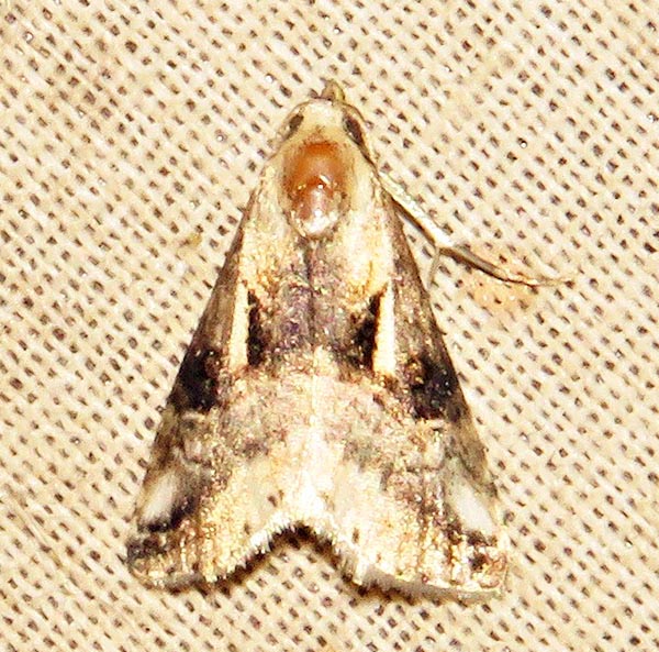 /filer/webapps/moths/media/images/M/meceneronis_Zebeeba_A_Braun_07.jpg