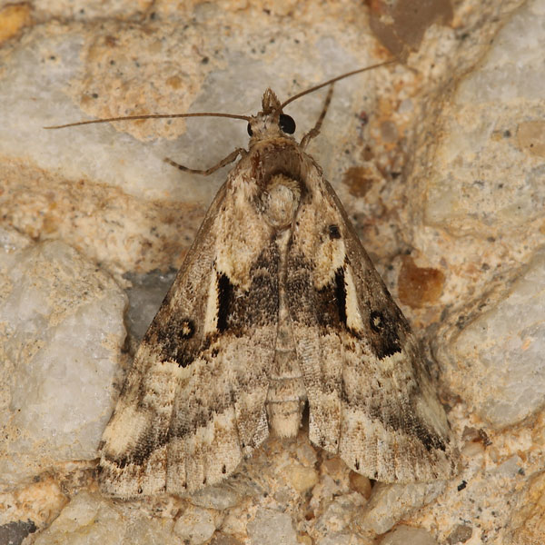 /filer/webapps/moths/media/images/M/meceneronis_Zebeeba_A_Heyns_01.jpg