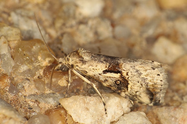 /filer/webapps/moths/media/images/M/meceneronis_Zebeeba_A_Heyns_02.jpg