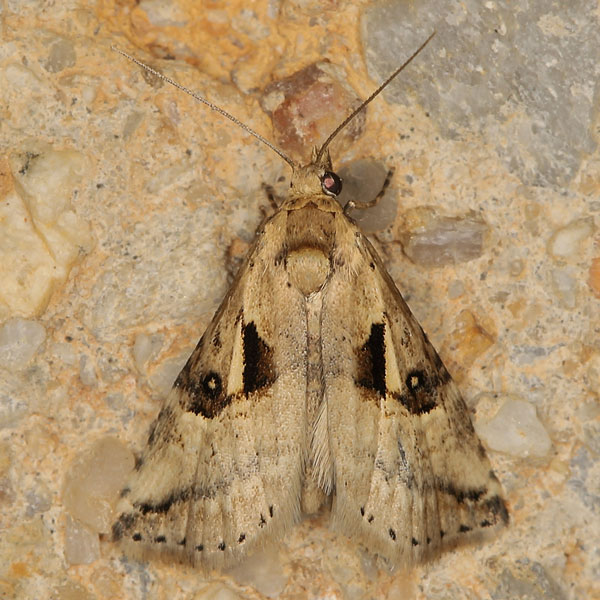 /filer/webapps/moths/media/images/M/meceneronis_Zebeeba_A_Heyns_03.jpg