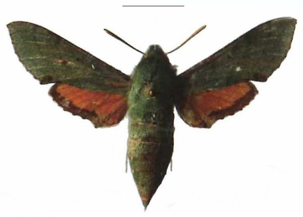 /filer/webapps/moths/media/images/M/medea_Basiothia_AF_EMEM.jpg