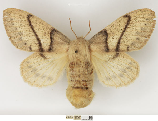 /filer/webapps/moths/media/images/M/media_Philotherma_AF_NHMUK.jpg