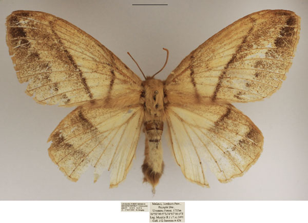 /filer/webapps/moths/media/images/M/media_Philotherma_AF_TMSA_02.jpg