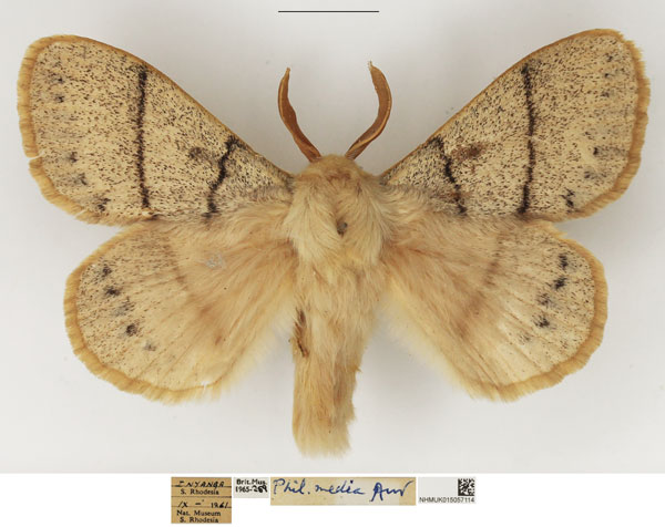 /filer/webapps/moths/media/images/M/media_Philotherma_AM_NHMUK.jpg