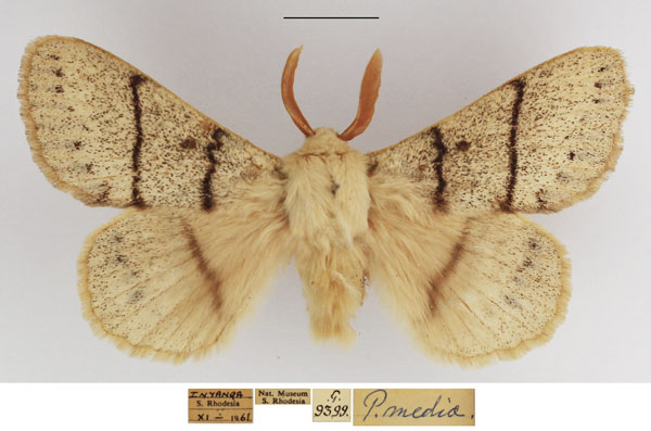 /filer/webapps/moths/media/images/M/media_Philotherma_AM_TMSA_02.jpg