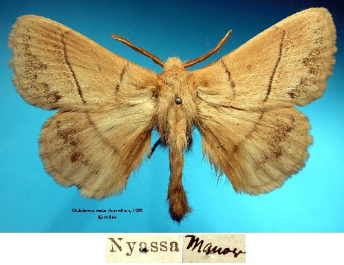 /filer/webapps/moths/media/images/M/media_Philotherma_HT_SNHMa.jpg