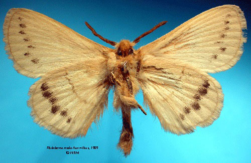 /filer/webapps/moths/media/images/M/media_Philotherma_HT_SNHMb.jpg