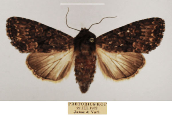 /filer/webapps/moths/media/images/M/media_Saalmuellerana_AF_TMSA_01.jpg