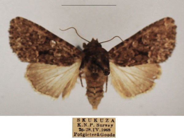 /filer/webapps/moths/media/images/M/media_Saalmuellerana_AF_TMSA_02.jpg