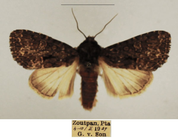 /filer/webapps/moths/media/images/M/media_Saalmuellerana_AM_TMSA_01.jpg