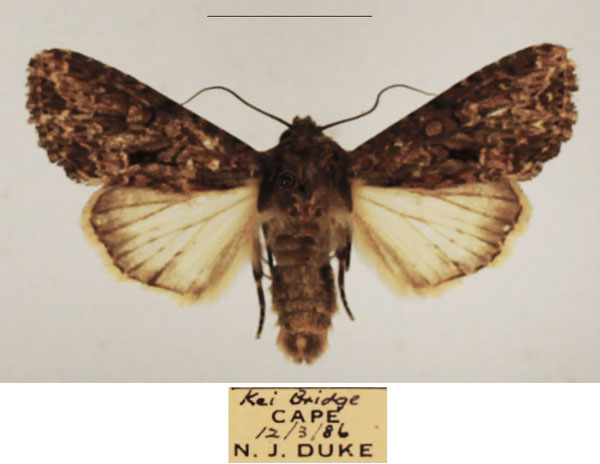 /filer/webapps/moths/media/images/M/media_Saalmuellerana_AM_TMSA_02.jpg