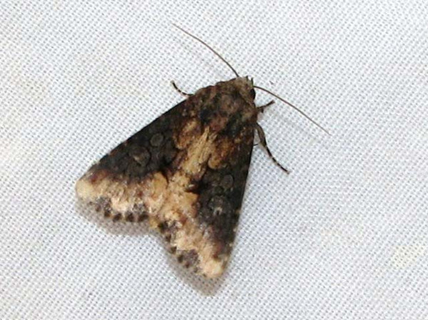 /filer/webapps/moths/media/images/M/media_Saalmuellerana_A_Goff_02_8V3sZvr.jpg