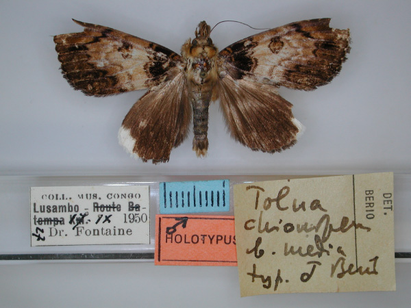 /filer/webapps/moths/media/images/M/media_Tolna_HT_RMCA_01.jpg