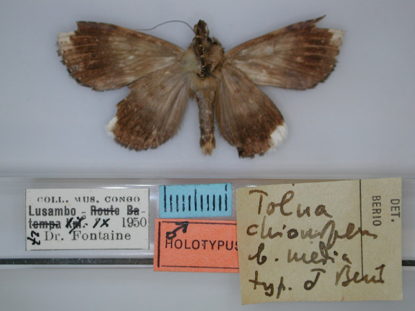 /filer/webapps/moths/media/images/M/media_Tolna_HT_RMCA_02.jpg