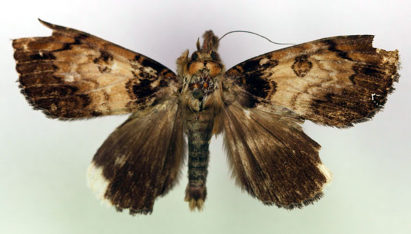 /filer/webapps/moths/media/images/M/media_Tolna_HT_RMCA_03.jpg