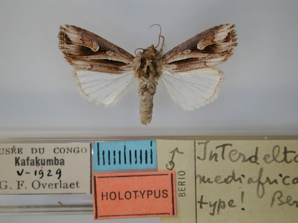 /filer/webapps/moths/media/images/M/mediafricana_Interdelta_HT_RMCA_01.jpg