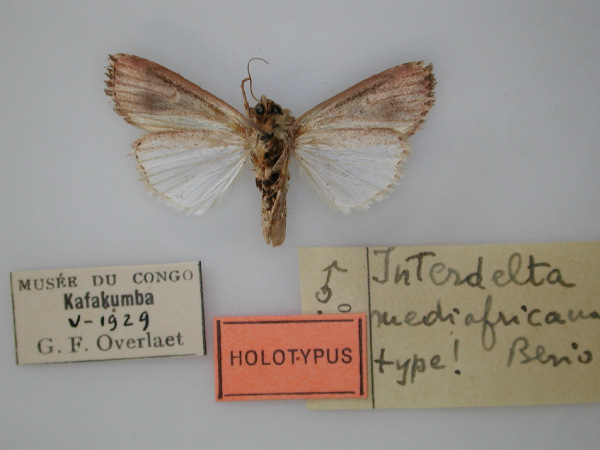 /filer/webapps/moths/media/images/M/mediafricana_Interdelta_HT_RMCA_02.jpg