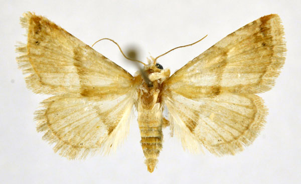 /filer/webapps/moths/media/images/M/mediana_Eublemma_A_NHMO.jpg