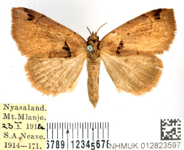 /filer/webapps/moths/media/images/M/mediana_Marcipa_AF_BMNH.jpg