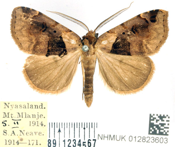 /filer/webapps/moths/media/images/M/mediana_Marcipa_AM_BMNH.jpg