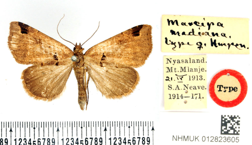 /filer/webapps/moths/media/images/M/mediana_Marcipa_AT_BMNH.jpg