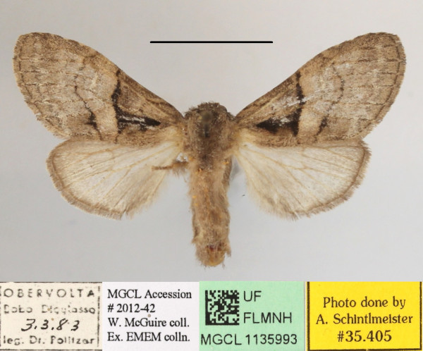 /filer/webapps/moths/media/images/M/mediata_Rhenea_AF_MGCLa_02.jpg