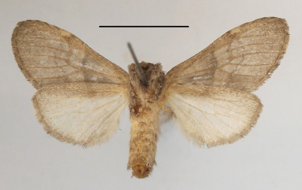 /filer/webapps/moths/media/images/M/mediata_Rhenea_AF_MGCLb_02.jpg