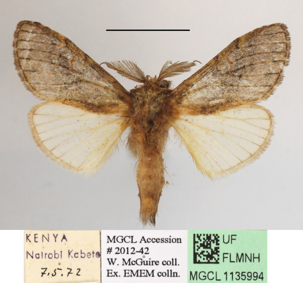 /filer/webapps/moths/media/images/M/mediata_Rhenea_AM_MGCLa_01.jpg