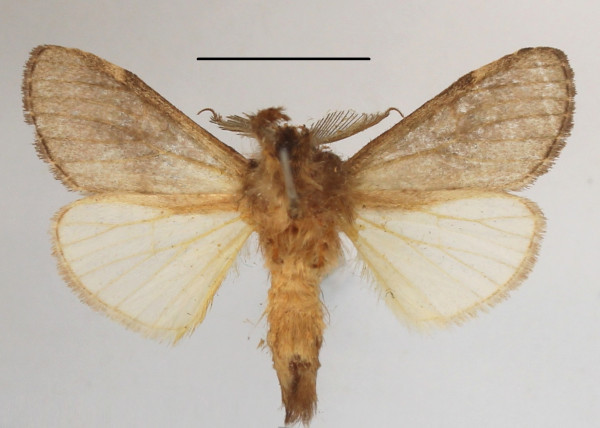/filer/webapps/moths/media/images/M/mediata_Rhenea_AM_MGCLb_01.jpg