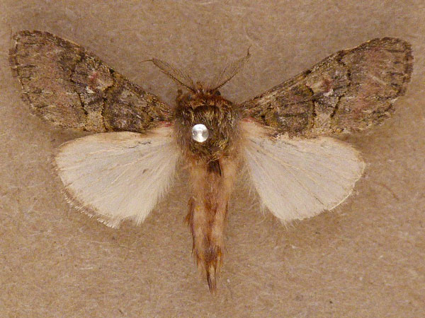 /filer/webapps/moths/media/images/M/mediata_Rhenea_A_Butler.jpg
