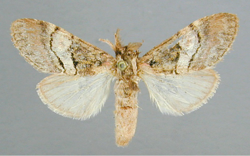 /filer/webapps/moths/media/images/M/mediata_Rhenea_A_RMCA_01.jpg