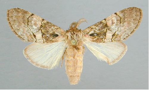/filer/webapps/moths/media/images/M/mediata_Rhenea_A_RMCA_02.jpg