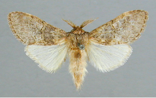 /filer/webapps/moths/media/images/M/mediata_Rhenea_A_RMCA_03.jpg