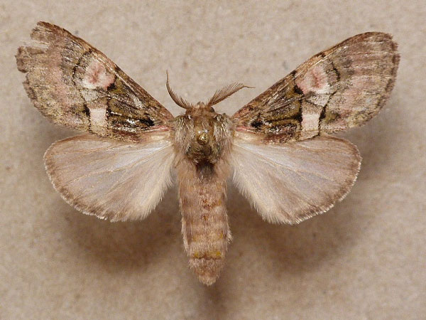 /filer/webapps/moths/media/images/M/mediata_Rhenea_Butler_02.jpg